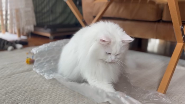 プチプチで遊ぶシロちゃん
