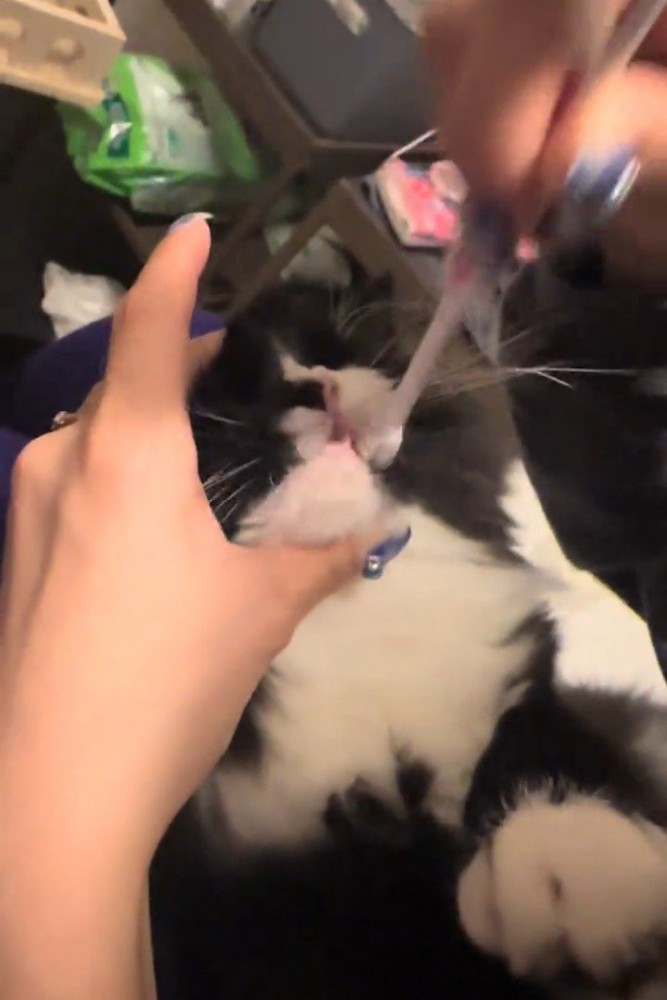 歯ブラシで歯磨きする猫