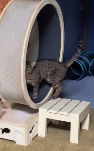 キャットホイールの中に上半身だけ入れている猫(尻尾外側)