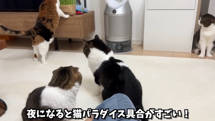 家族猫集合