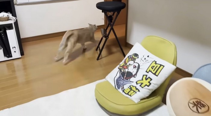 走っている猫