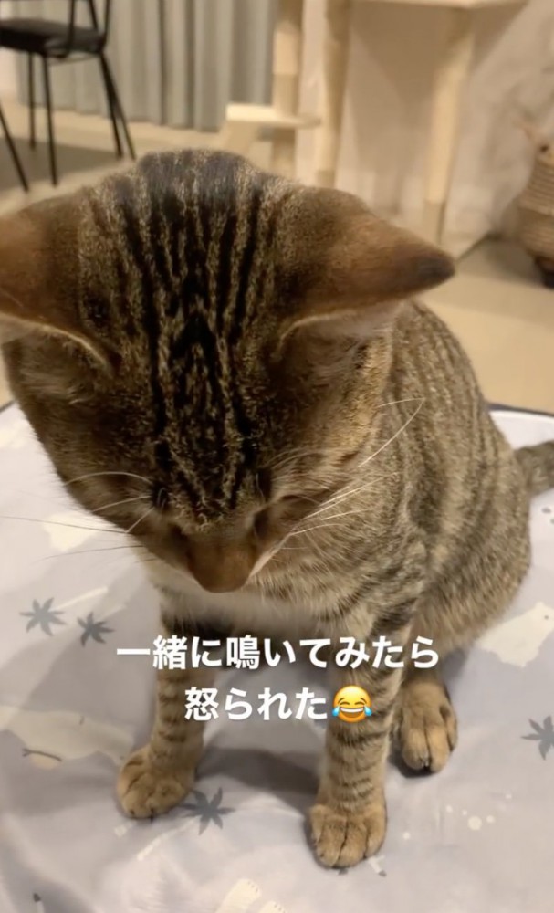 下を向く猫