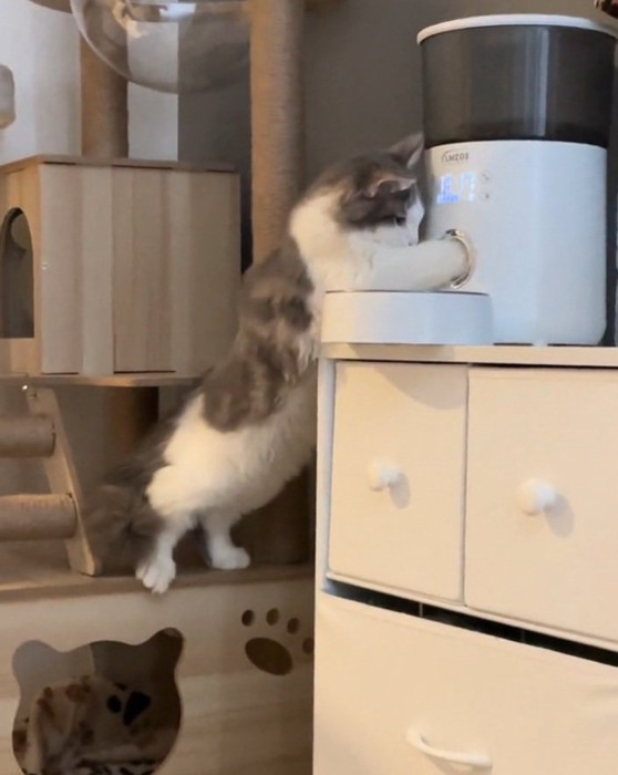 ボタンを押すギンくん