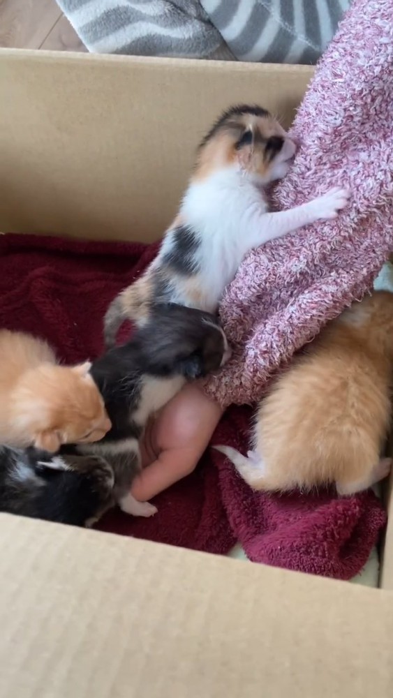 人の腕をよじ登る三毛猫