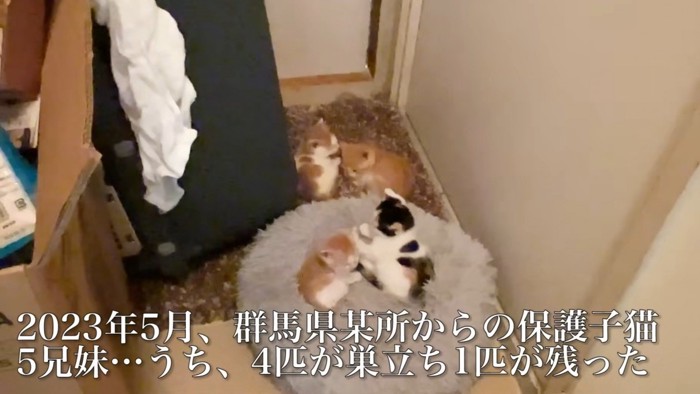 4匹の子猫