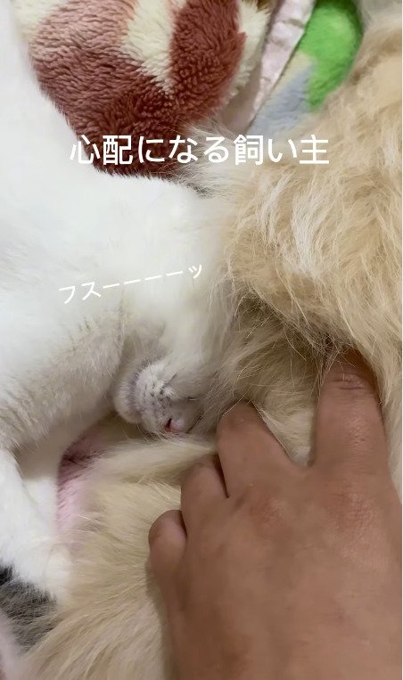 犬のお尻の中で熟睡する猫