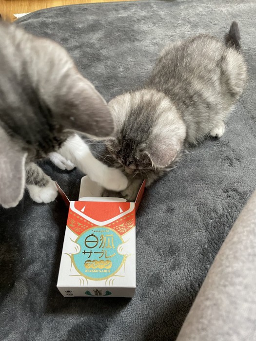 箱の中に入ろうと試みる子猫と邪魔する猫