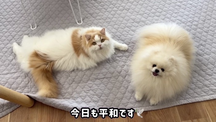 仲良しなふたり