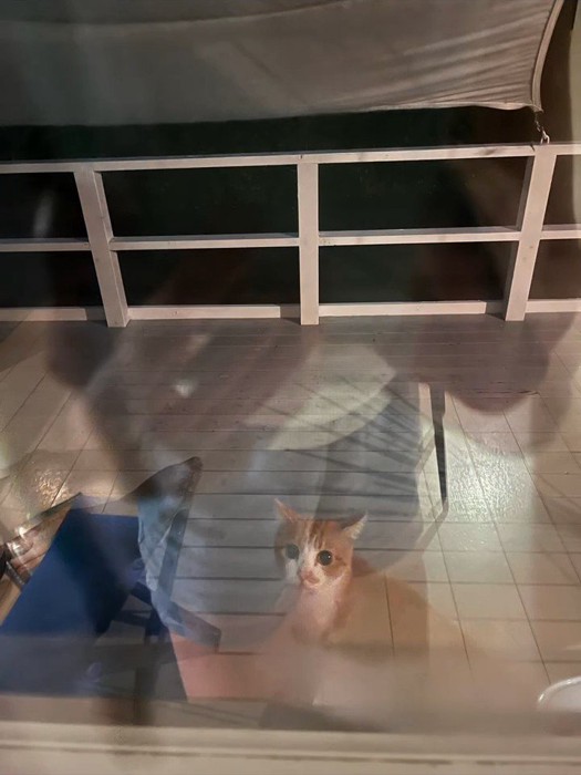 家の中を見る猫