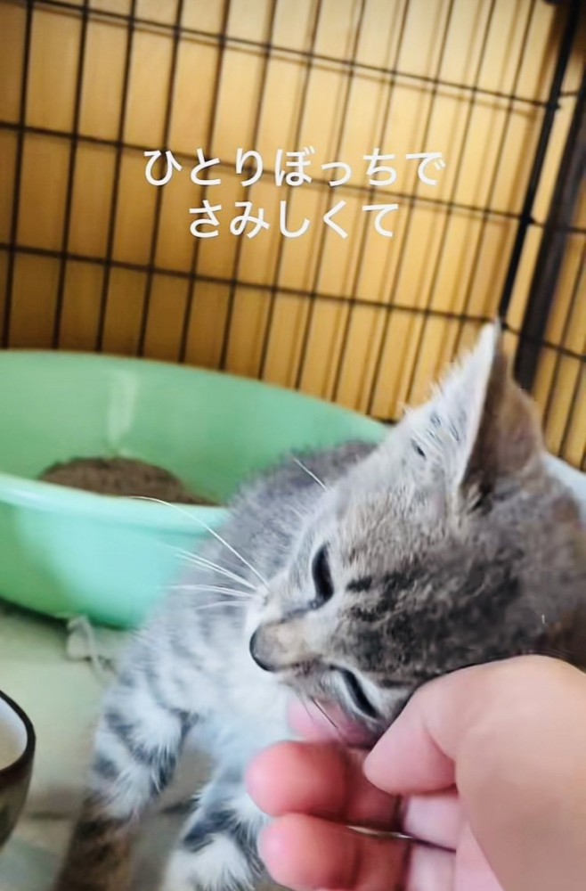 ケージの中でママに顎を撫でられる子猫