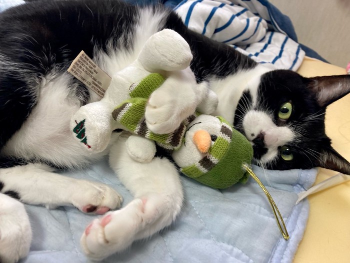 雪だるまを持った猫