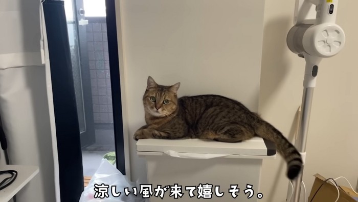 ゴミ箱の上でこちらを向いている猫さん