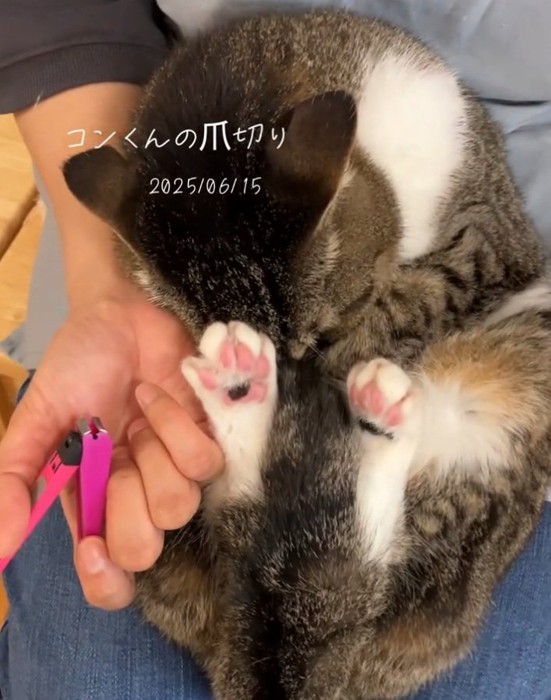 足を伸ばす猫
