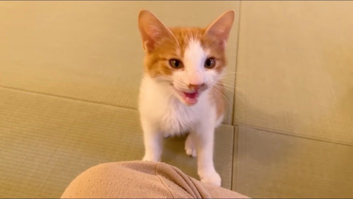 飼い主を見上げて鳴き声をあげる子猫