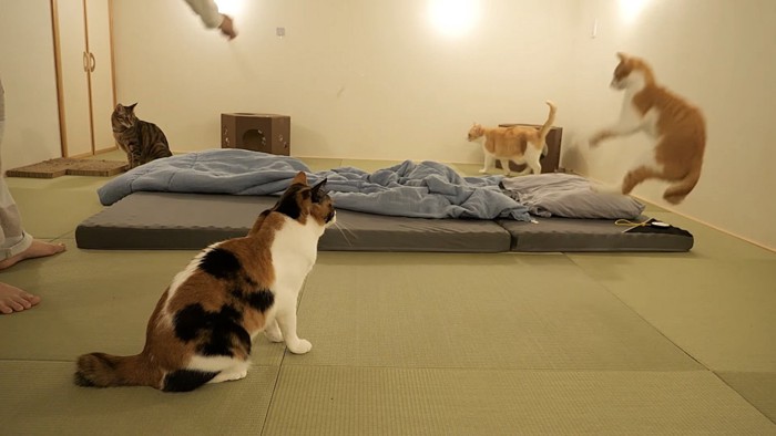 飛び跳ねる子猫と見ている猫たち