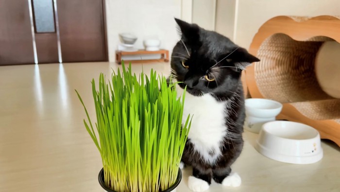 猫草を前に首を傾げるミヌエット