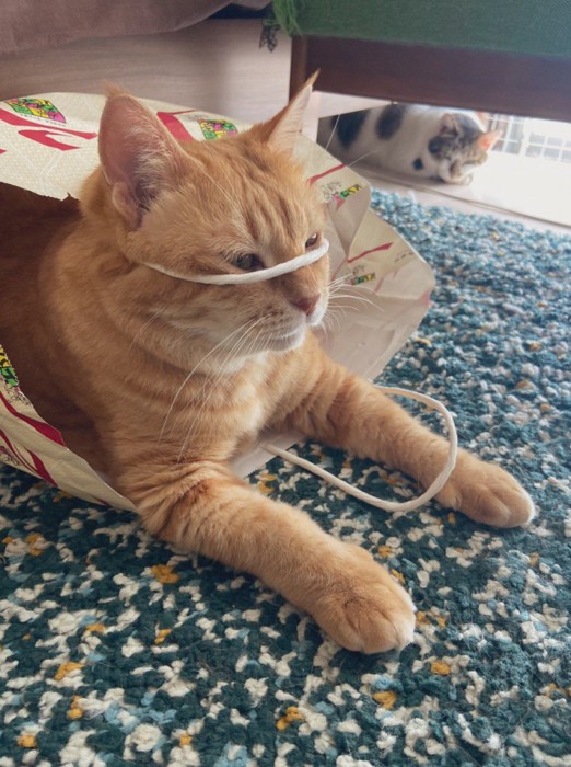 紐を顔にかける猫(横顔)