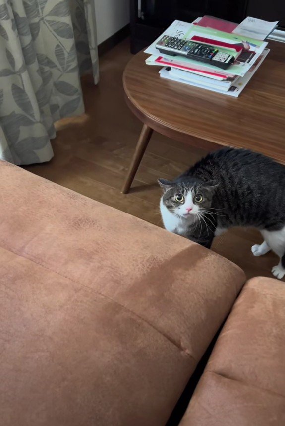 警戒しているはなちゃん