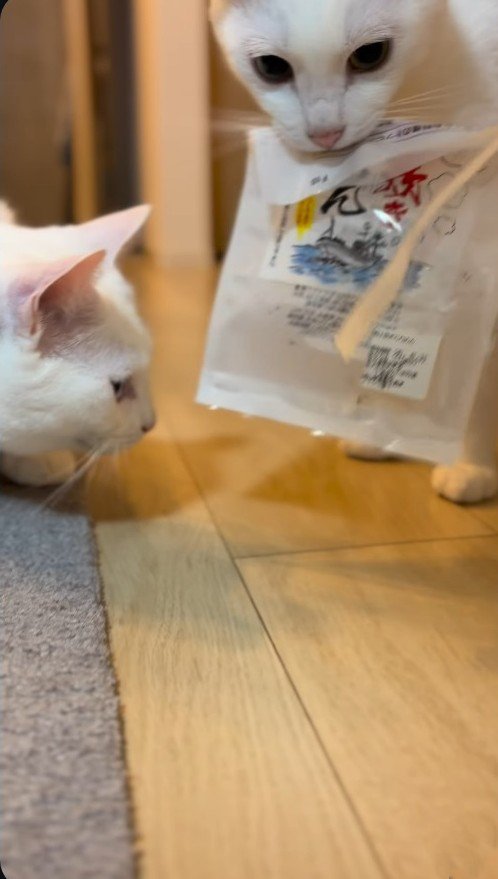 ゴミ箱から持ち出したものを運ぶ猫