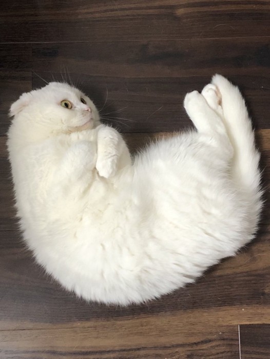 あごに手を添えて軽く丸まって横になる猫