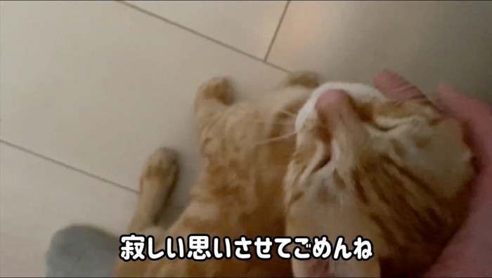 飼い主に撫でられて目を細める猫