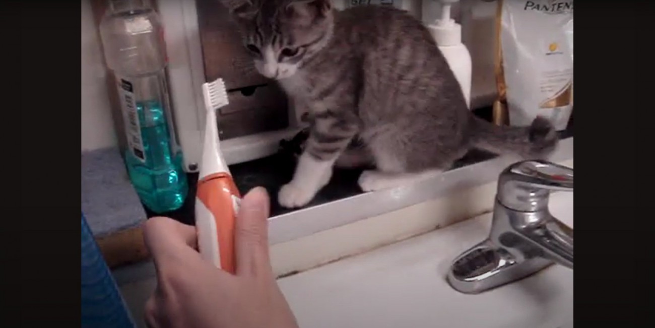 電動歯ブラシに驚くモアレちゃん