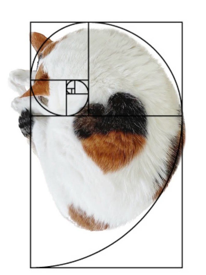 ハートの模様の猫