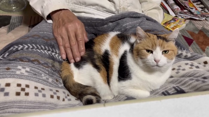 ミケの正面写真