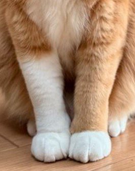 白い模様が入った猫の前足