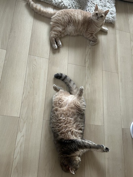 そばでくつろぐ2頭の猫