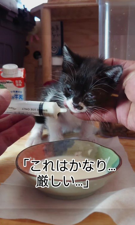 シリンジでミルクを飲む子猫