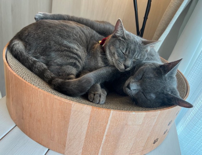 一緒にお昼寝する猫