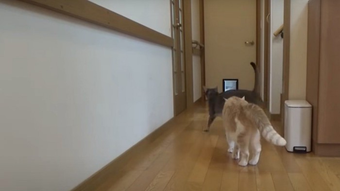 グレーを追いかける茶白