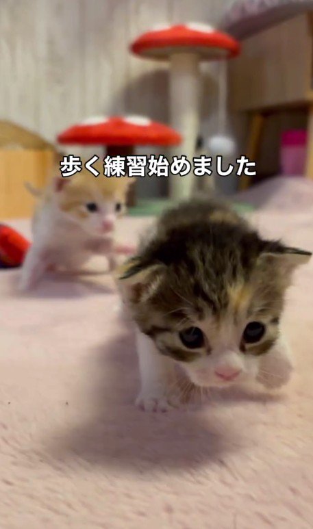 モナカちゃんとシューくん