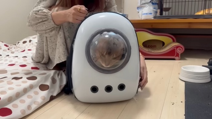 キャリーケースと猫