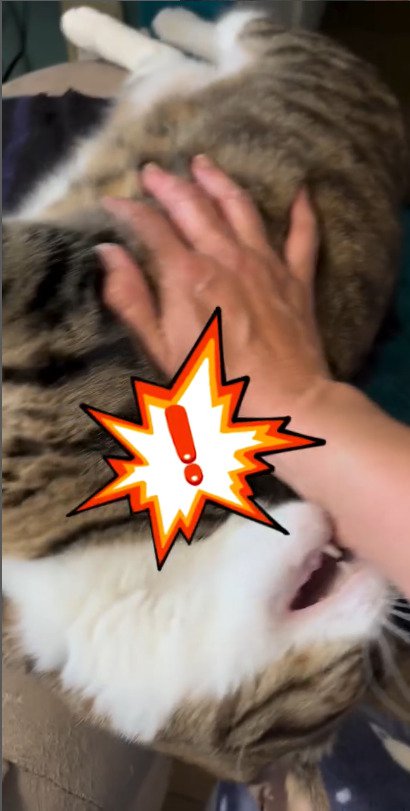 お母さんの腕を力一杯噛む猫