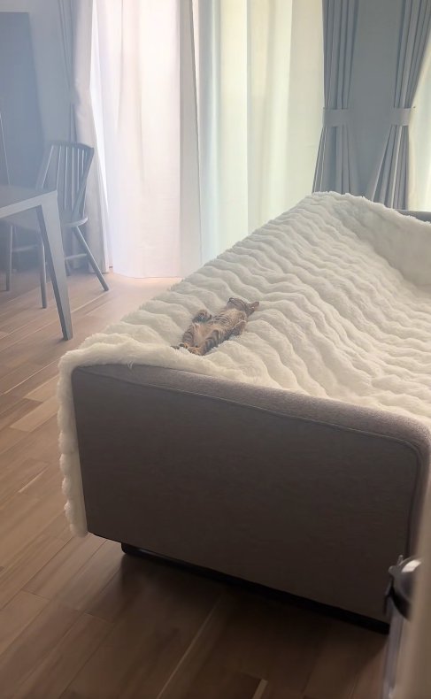 ソファの背もたれの隙間で寝ている子猫（ひき全体）