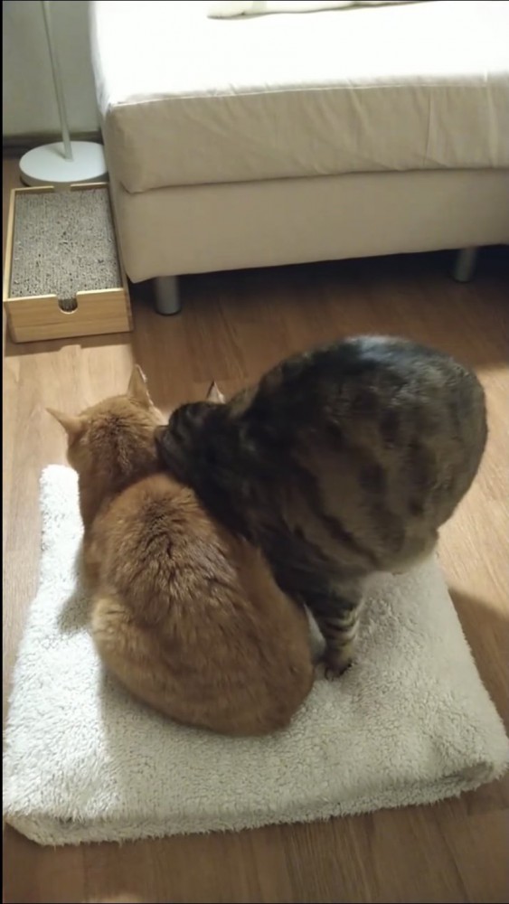 マットの上でくつろぐ猫