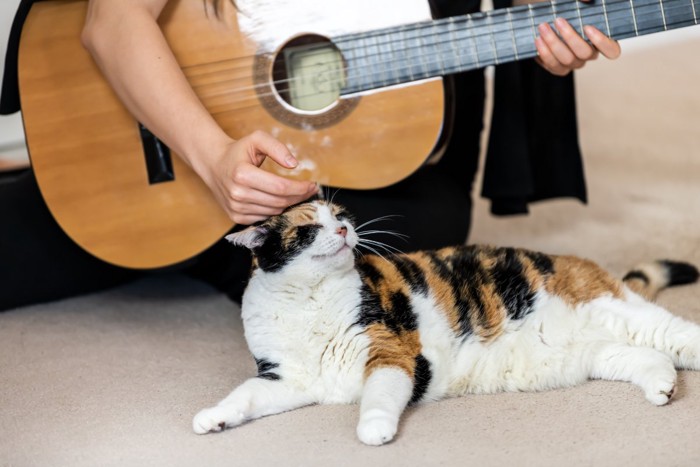 ギターを持つ人に撫でられる猫