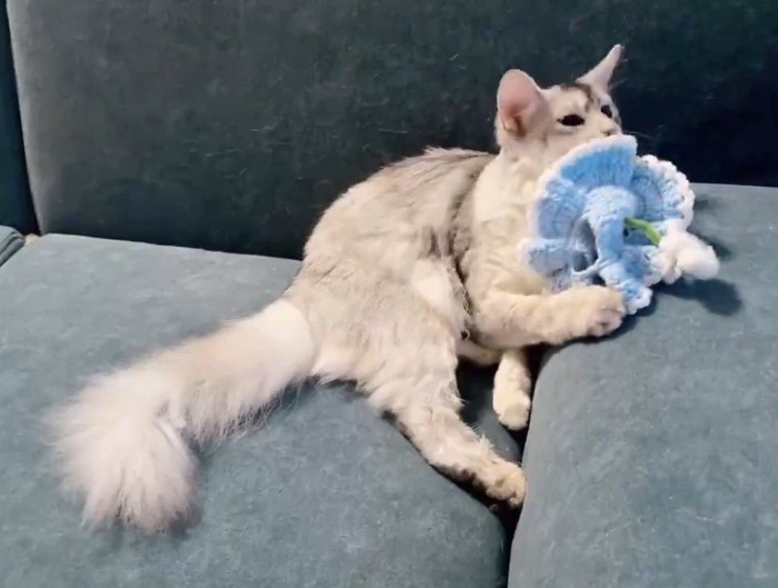 頭についていた帽子を前足で外す猫