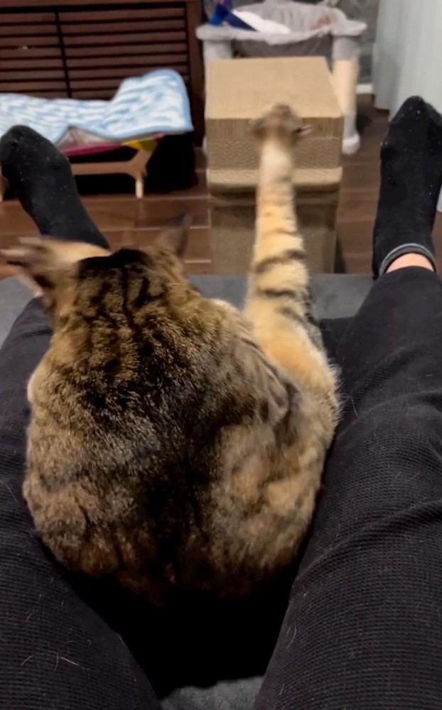 飼い主の足の間にハマって後ろ足をばたつかせる猫