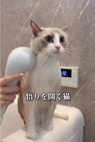 諦めた顔の猫