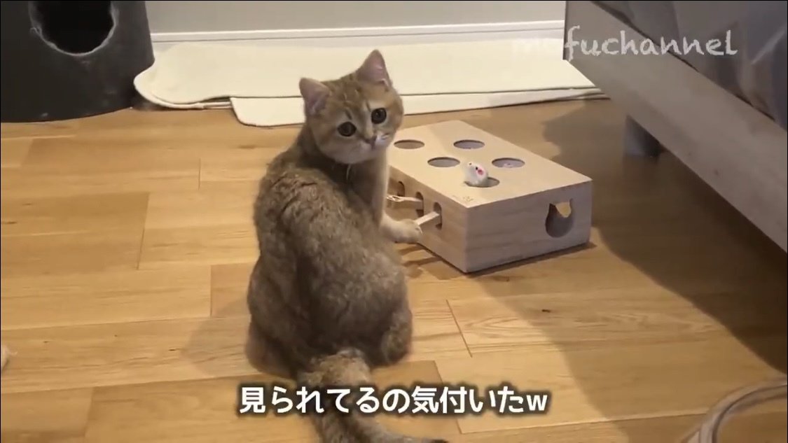 もぐらたたきで遊ぶ猫