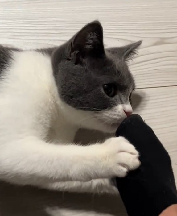 足の匂いを嗅ぐ猫