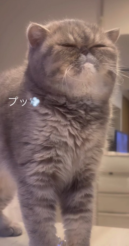 おやつの匂いを嗅いで顔をしかめる猫