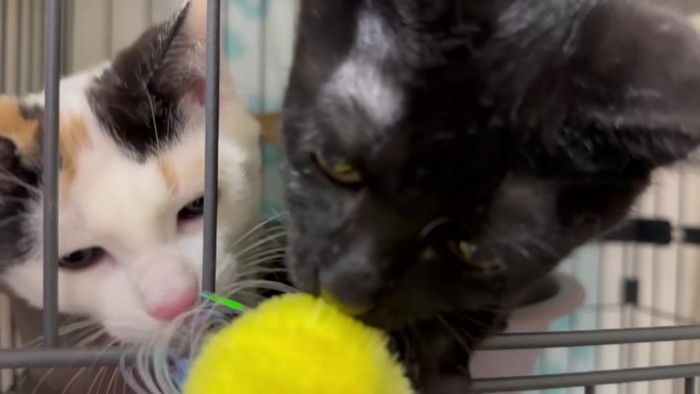 猫じゃらしで遊ぶ猫2匹