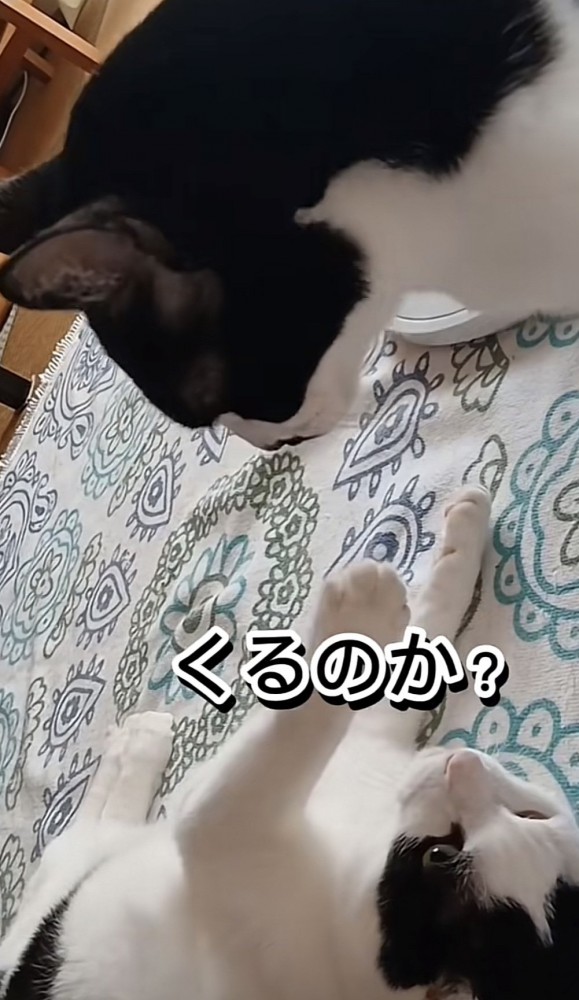 「くるのか?」のテロップ写真