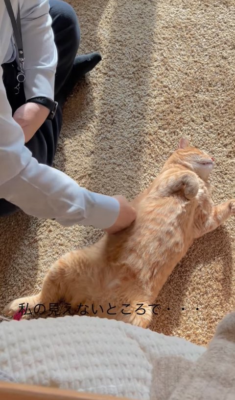 パパに撫でられてへそ天している猫