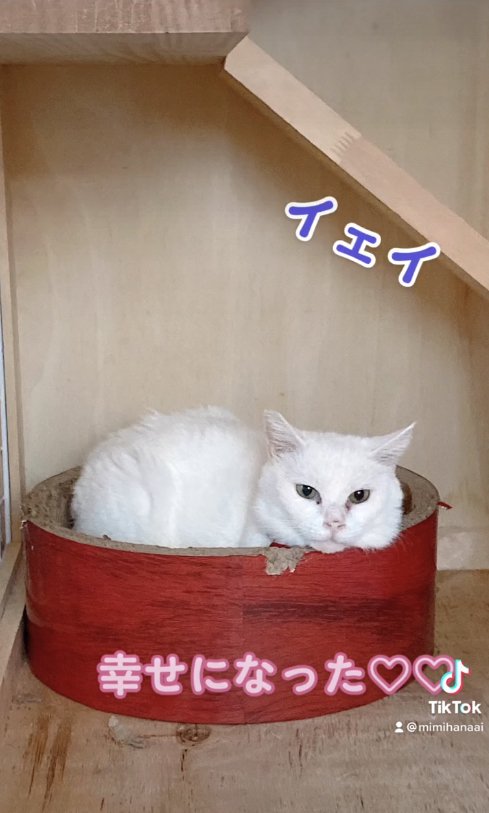 爪研ぎボウルの中に入っている白猫