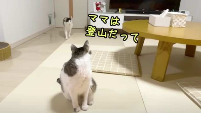 リビングにいる2匹の猫